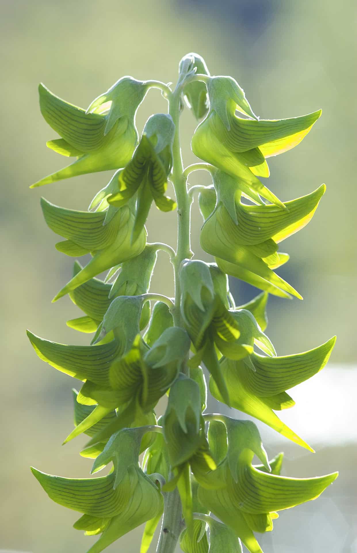 105896 - Bird Flower (Crotalaria cunninghamii) - Tourism WA